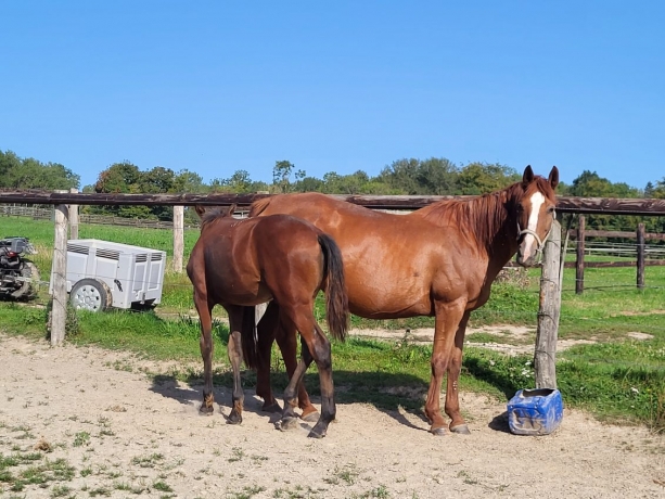 VENDS-POULINIERE--