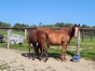 VENDS-POULINIERE--
