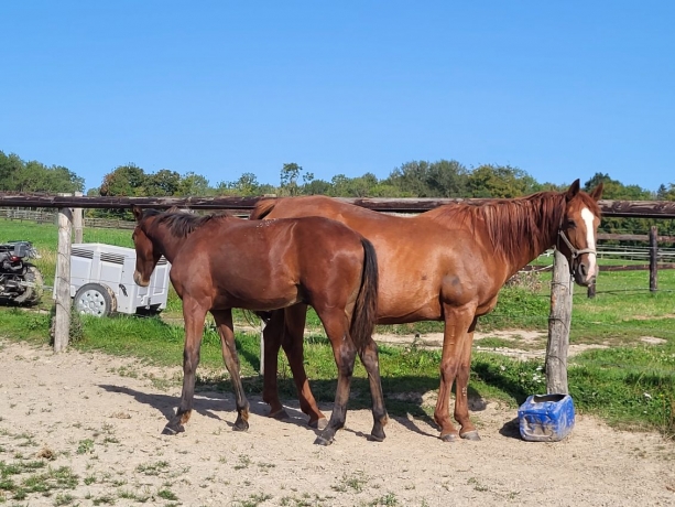 VENDS-POULINIERE--