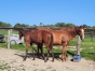 VENDS-POULINIERE--