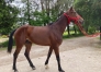 J---pleine-de-Magnificent-Rodney-2