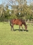 J---pleine-de-Magnificent-Rodney-0