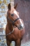 Pouliniere-A--2eme-Cat--1’’13--78K€-gains-3