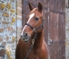 Pouliniere-A--2eme-Cat--1’’13--78K€-gains-2