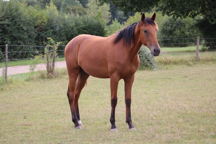 Association-poulains-M-3