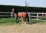 Vends-pouliniere-FUSA-MERITE-(par-Sam-Bourbon)-0