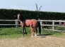 Vends-pouliniere-FUSA-MERITE-(par-Sam-Bourbon)-0