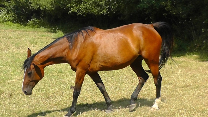 Vends-pouliniere-REDEMPTION-SONG-Semi-Classique-monte