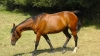 Vends-pouliniere-REDEMPTION-SONG-Semi-Classique-monte-0