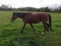 Vends-pouliniere-IDYLLE-DU-RABUTIN-(par-Carat-Williams)-0