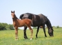 Vends-pouliniere-UNIFLORE-DAIDOU-(par-Coktail-Jet)-0