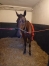 A-saisir-jument-sortant-de-l-entrainement-pour-elevage-1