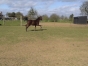 biche-des-anthieux-1