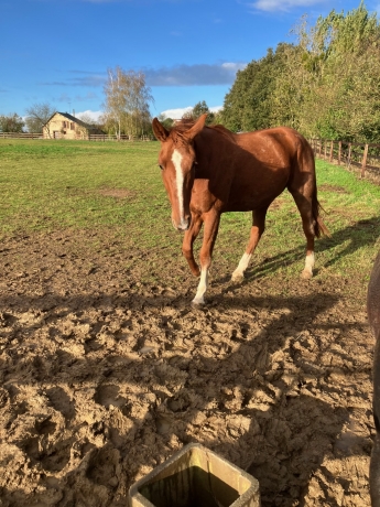 vend-ou-loue-kasper-des-sables