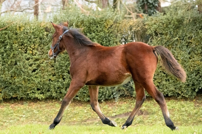 VD-NICCOLO-DU-DERBY-2