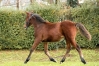 VD-NICCOLO-DU-DERBY-2