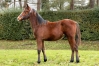 VD-NICCOLO-DU-DERBY-1
