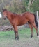 Poulain-par-QUAKER-JET-0