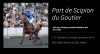 Vends-parts-de-l-etalon-Scipion-du-goutier-0
