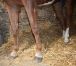 JAMAICA-CLEMAXELLE--1’’17’--6735€-de-gains-3