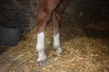 JAMAICA-CLEMAXELLE--1’’17’--6735€-de-gains-1
