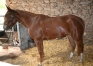JAMAICA-CLEMAXELLE--1’’17’--6735€-de-gains-0