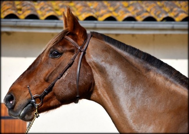 TWIST-DE-LA-VALLEE-2