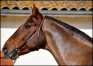 TWIST-DE-LA-VALLEE-2