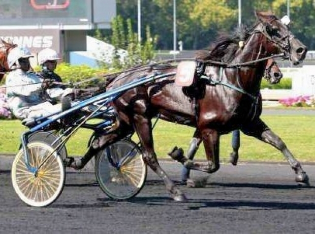 Etalon-Black-d-Avril-1-10-Classique-a-louer-ou-a-vendre
