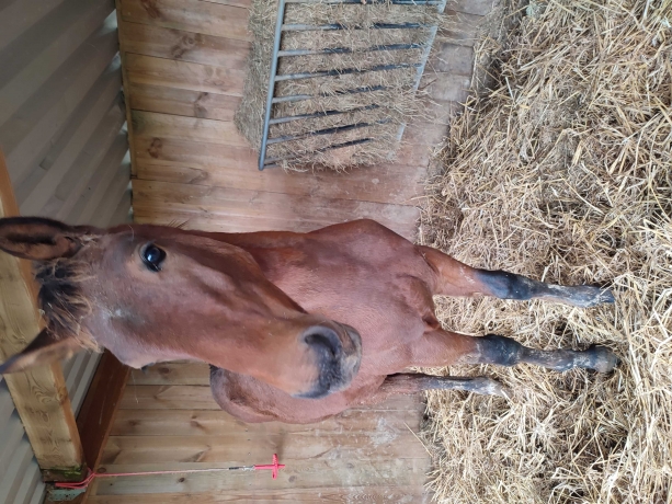 Foal-par-Celebrissime