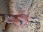 Foal-par-Celebrissime-0