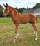2-Foals-par-Gala-Tejy-1