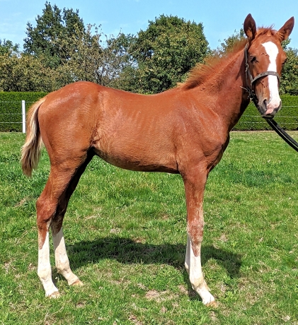 2-Foals-par-Gala-Tejy-0