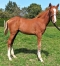 2-Foals-par-Gala-Tejy-0