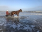 CHEVAL-DE-COURSE-H-0