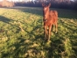 Poulain-par-Gwendolo-bello-0