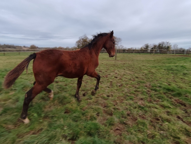 A-vendre-foal-ne-le-01-05-2023-1