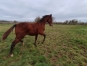 A-vendre-foal-ne-le-01-05-2023-1
