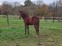 A-vendre-foal-ne-le-01-05-2023-0