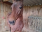 A-vendre-foal-ne-le-01-05-2023-2