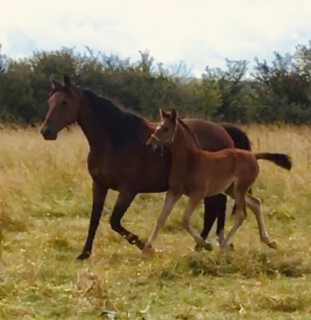 Pouliniere-magnificent-rodney-1