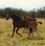 Pouliniere-magnificent-rodney-1