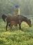 Pouliniere-magnificent-rodney-0
