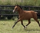 Vends-male-par-Express-Jet-0