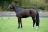 Saillies-Magnificent-Rodney-et-Rodrigo-Jet-contre-foal-sharing-0