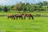 cherche-reforme-femelles-trotteurs-de-M-a-D-0