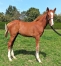 Foal-proche-famille-de-Golo-Kante-0