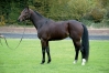Saillie-Magnificent-Rodney-sans-TVA-0