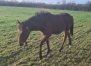 Foal-