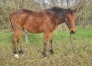 Foal-